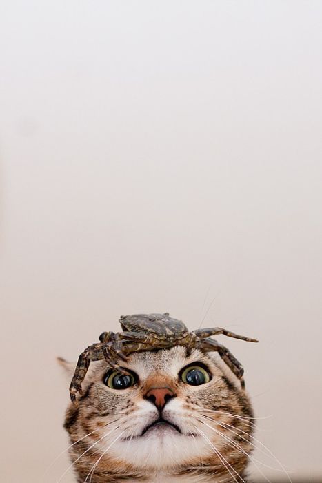 Прикольные картинки