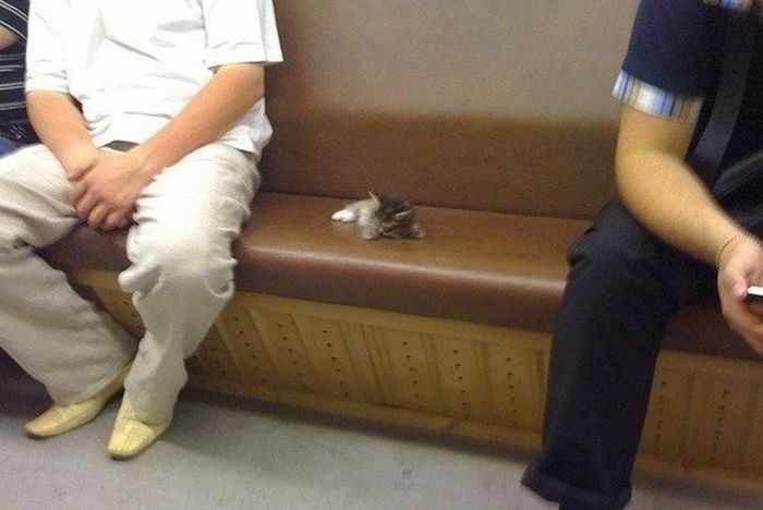 Прикольные картинки