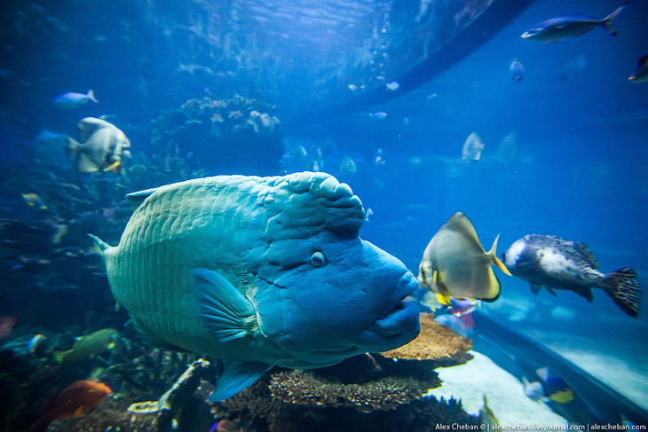 Подводный ресторан в Дубае