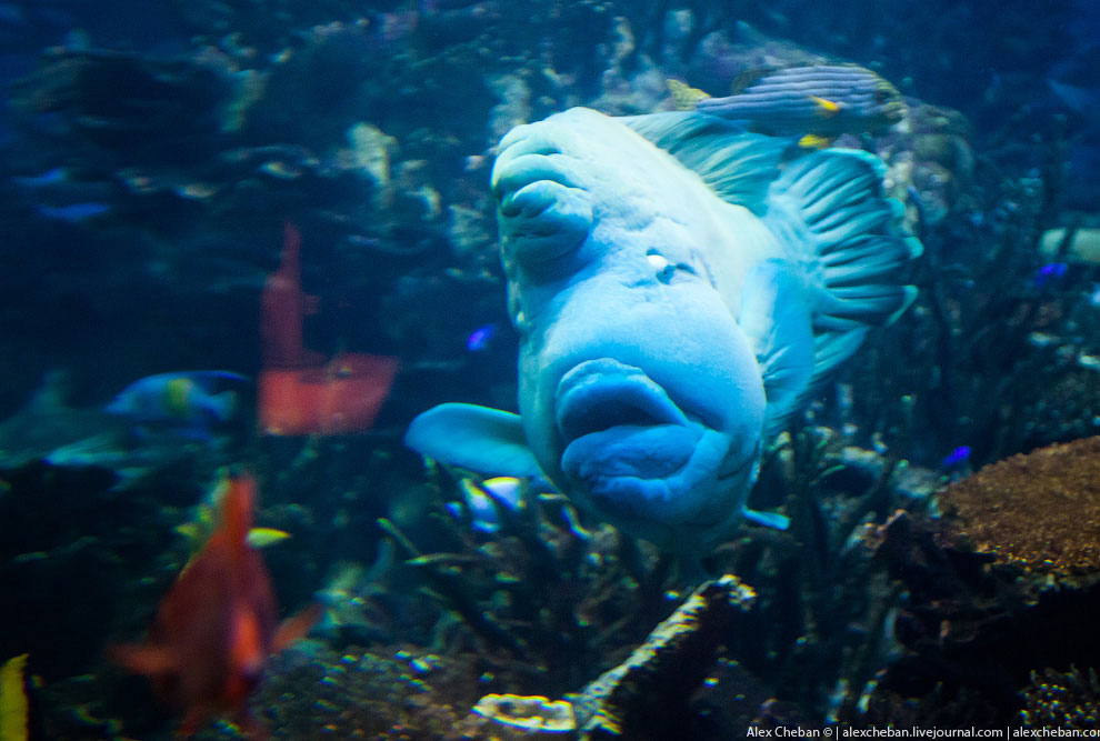 Подводный ресторан в Дубае