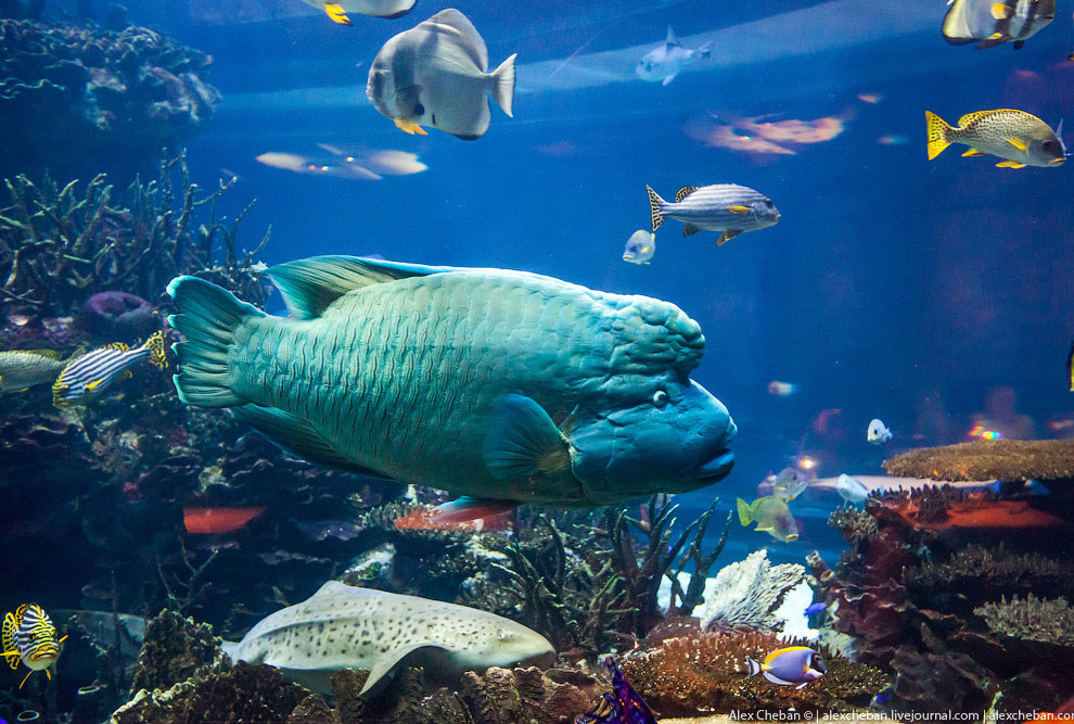 Подводный ресторан в Дубае