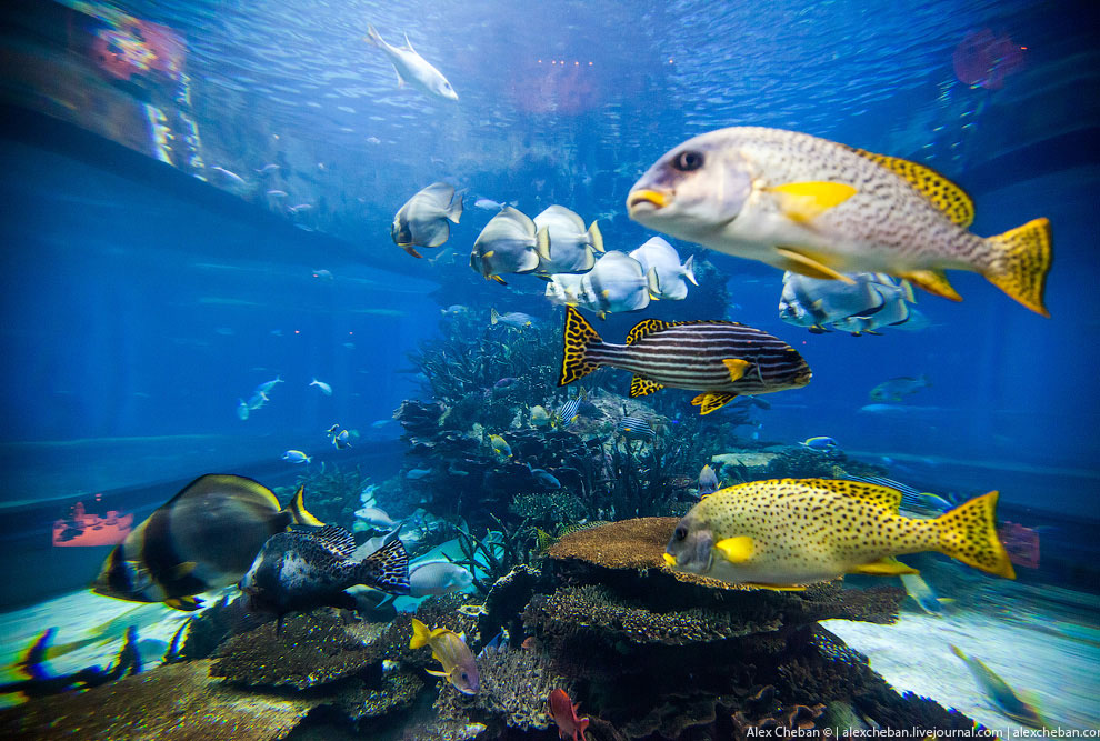 Подводный ресторан в Дубае