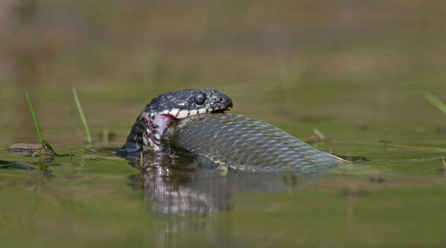Змеи-рыболовы
