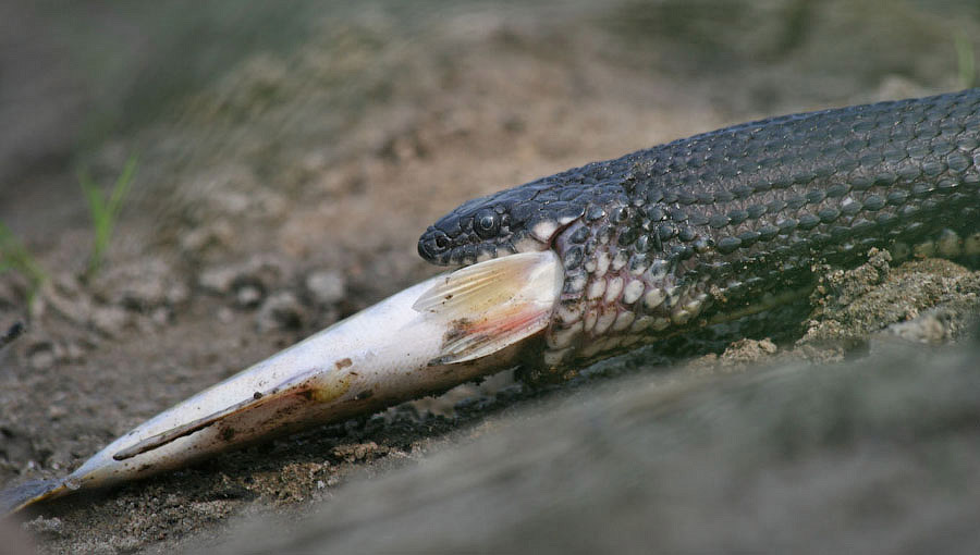 Змеи-рыболовы