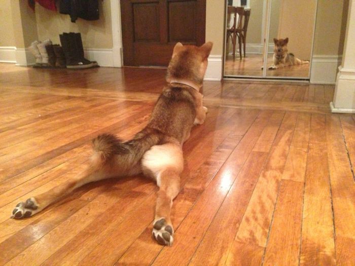 Прикольные картинки