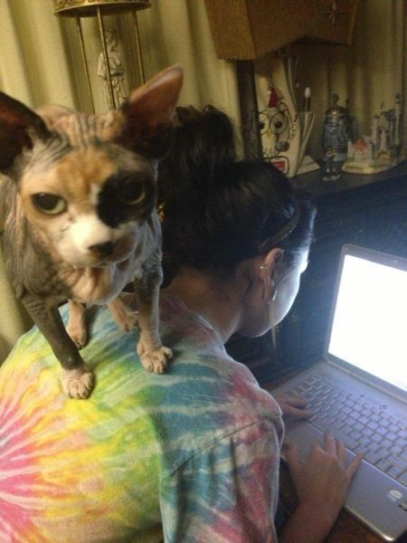 Прикольные картинки