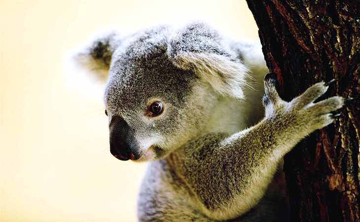 Животные в фотографиях