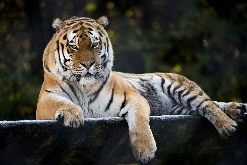 Животные в фотографиях