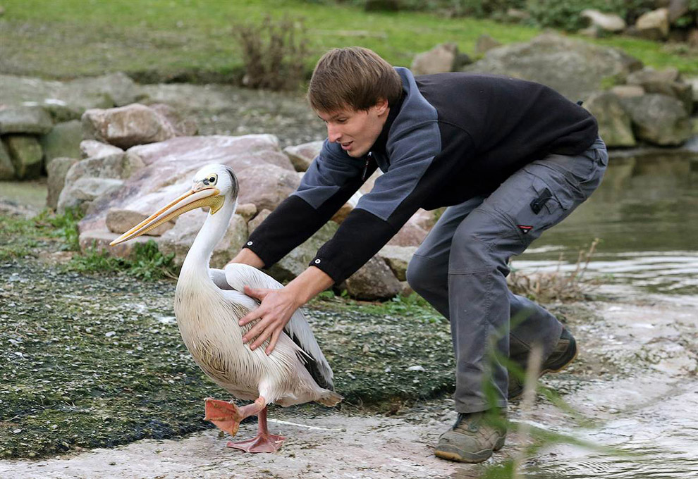 Животные в фотографиях