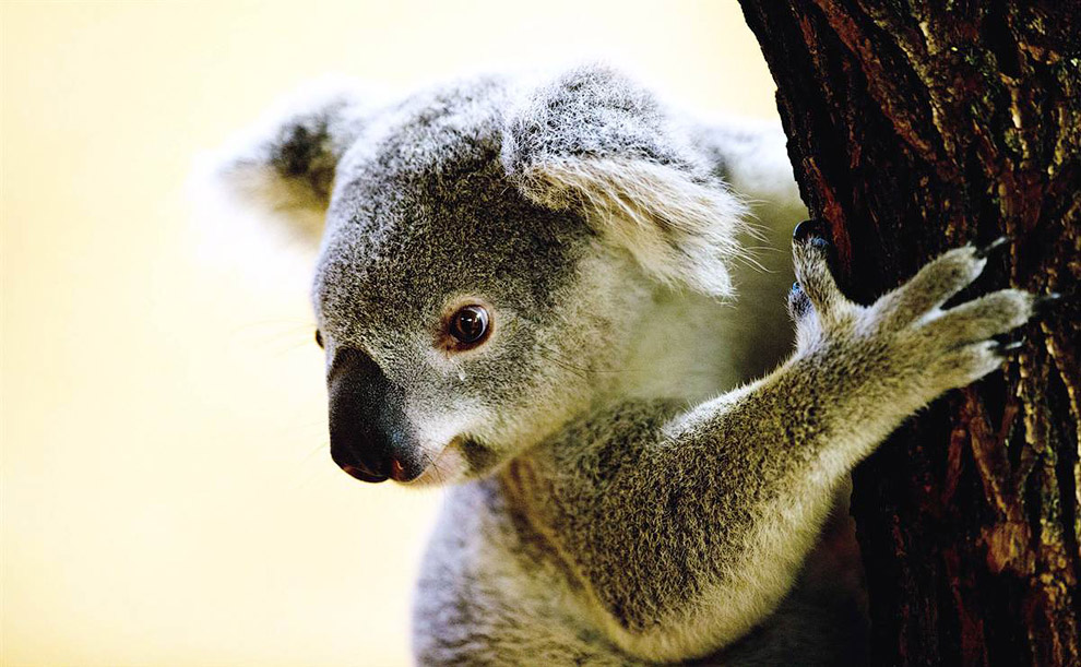 Животные в фотографиях