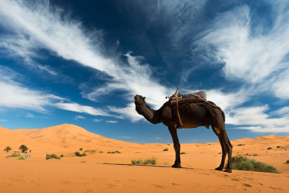 Большое путешествие по Марокко: холодный песок Мерзуги