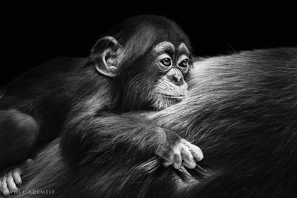 Самые невероятные научные фотографии уходящего года