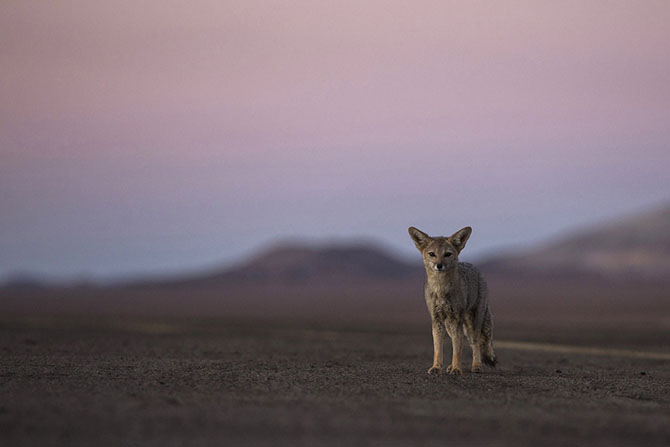 Ралли Дакар 2015: гонка в пустыне