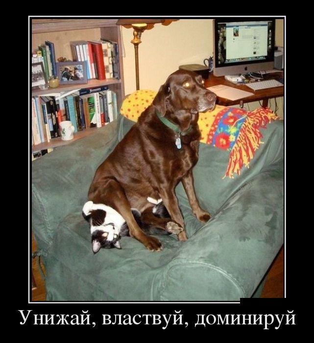 Демотиваторы