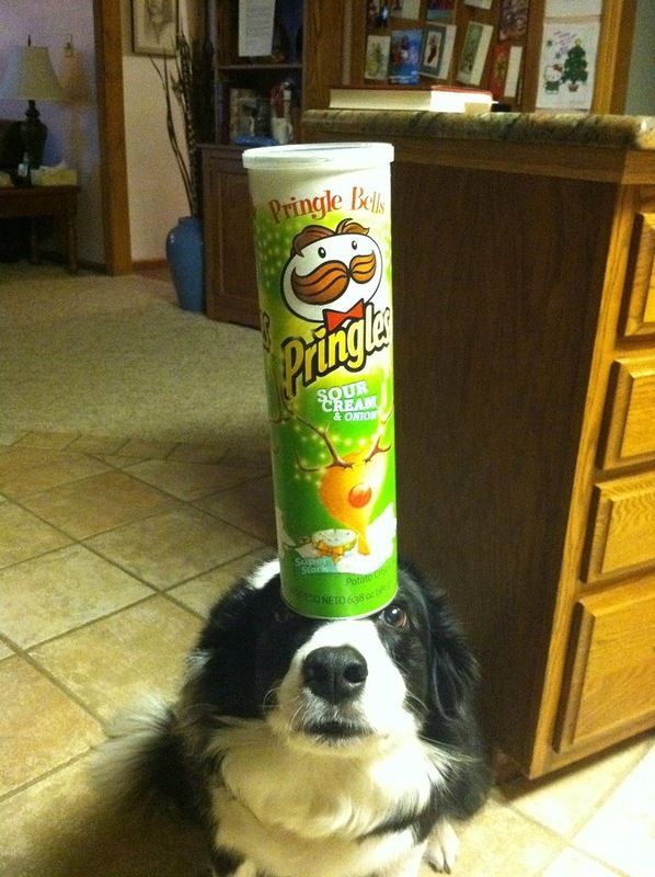 Собака, которая умеет держать предметы