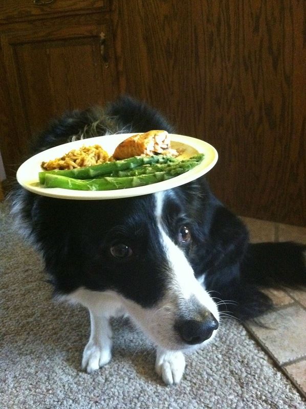 Собака, которая умеет держать предметы