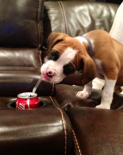 Прикольные картинки