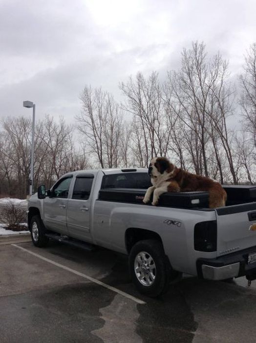 Прикольные картинки