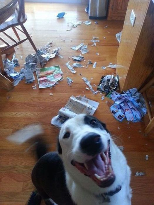 Прикольные картинки