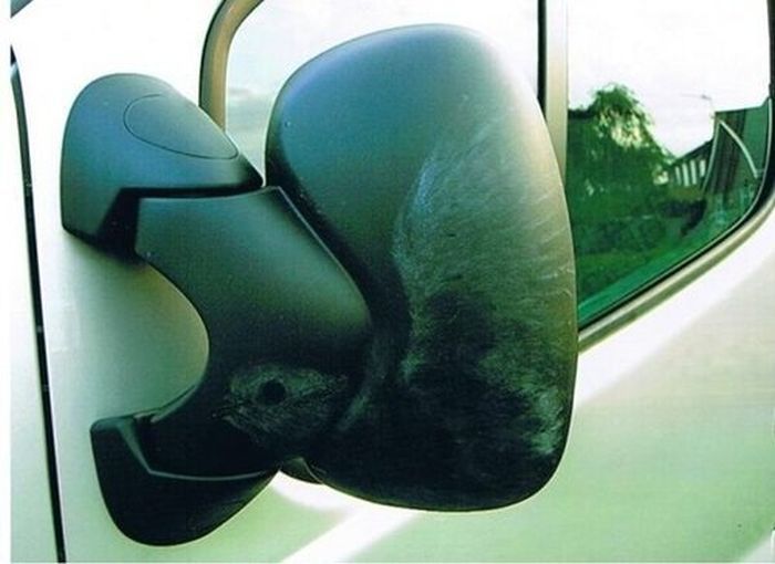 Прикольные картинки