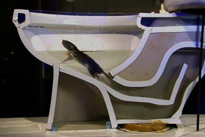 Как крысы попадают в дом через канализацию