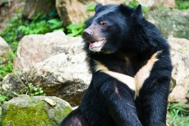 Существует ли снежный человек