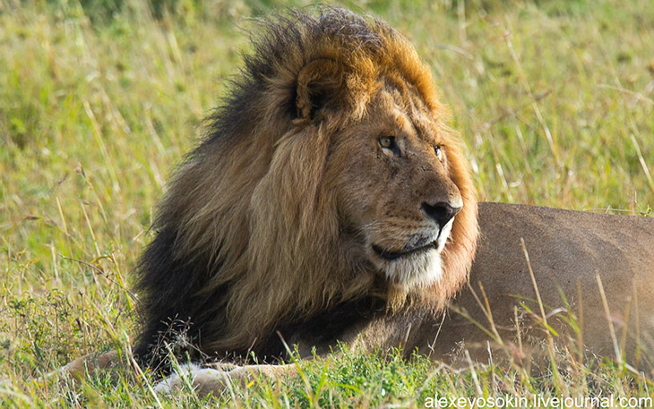 Африканские львы