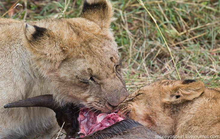 Африканские львы