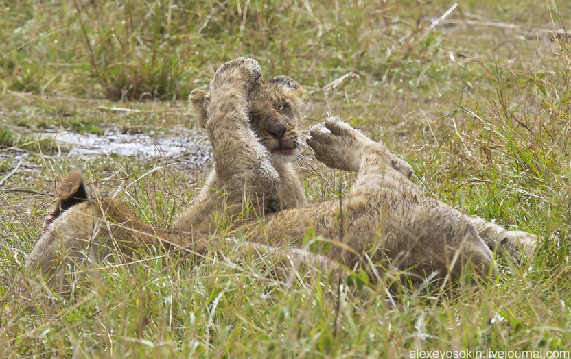 Африканские львы