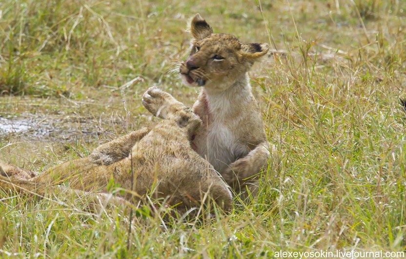 Африканские львы