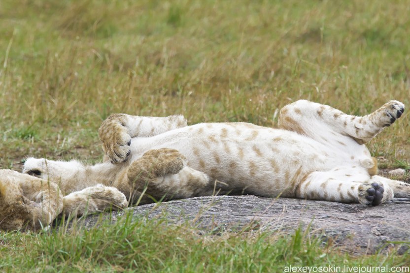 Африканские львы