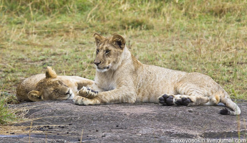 Африканские львы