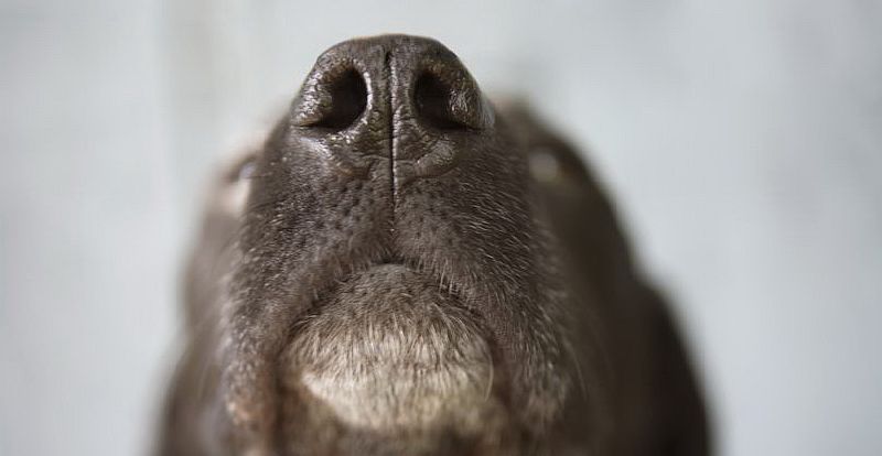 Как понять язык тела домашних животных