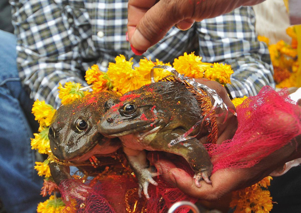 Животные в фотографиях Животные в фотографиях