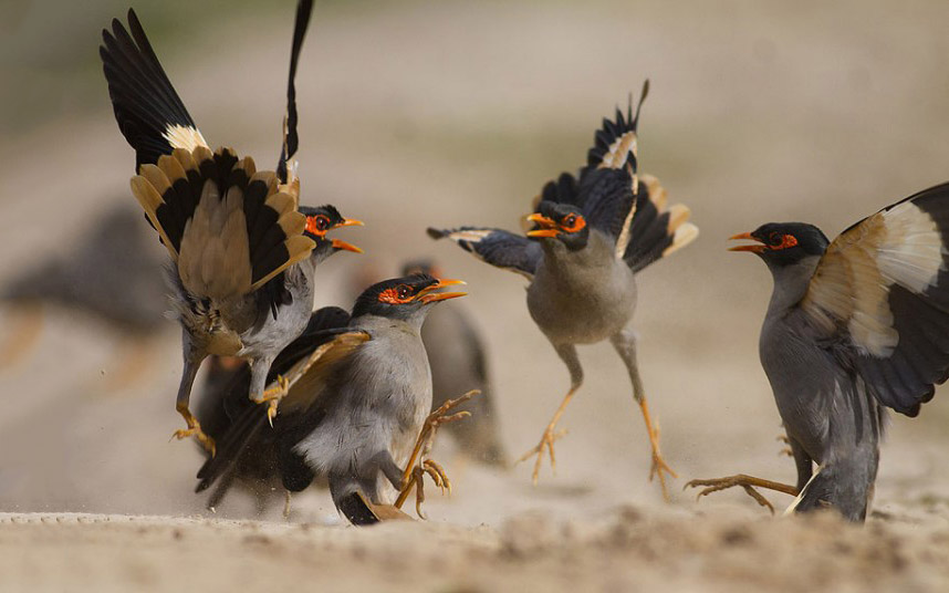 Животные в фотографиях Животные в фотографиях