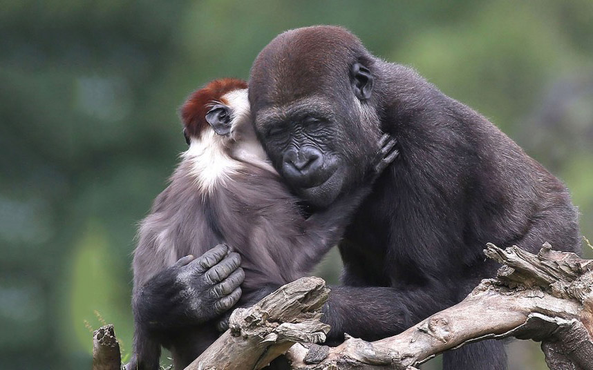 Животные в фотографиях Животные в фотографиях