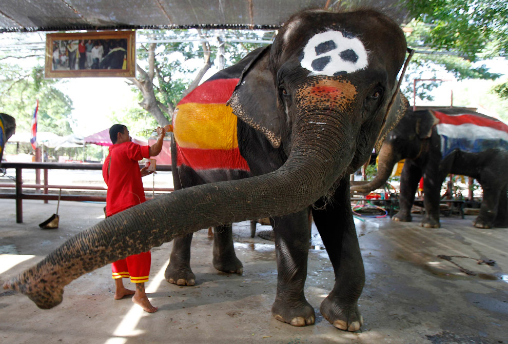 Животные в фотографиях Животные в фотографиях