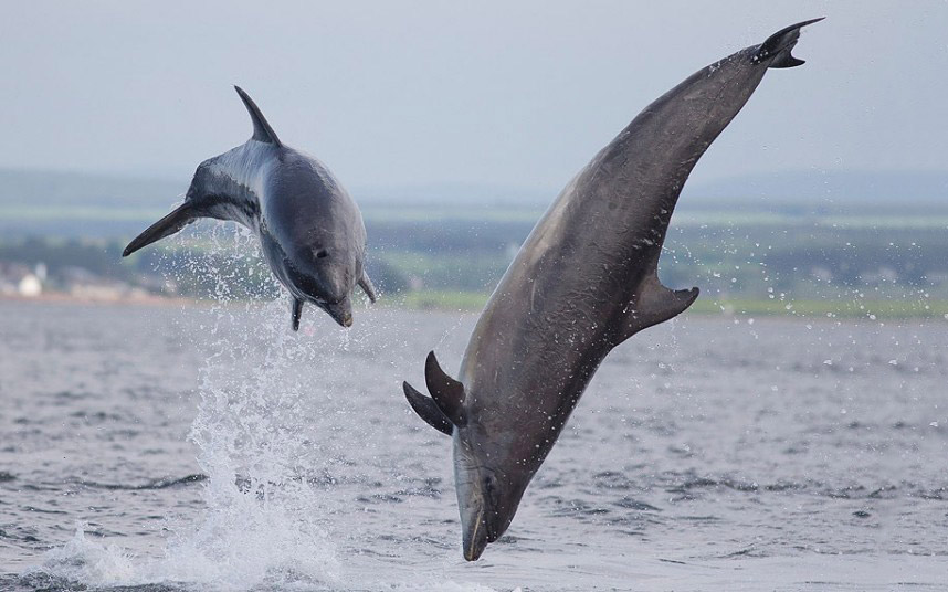 Животные в фотографиях Животные в фотографиях