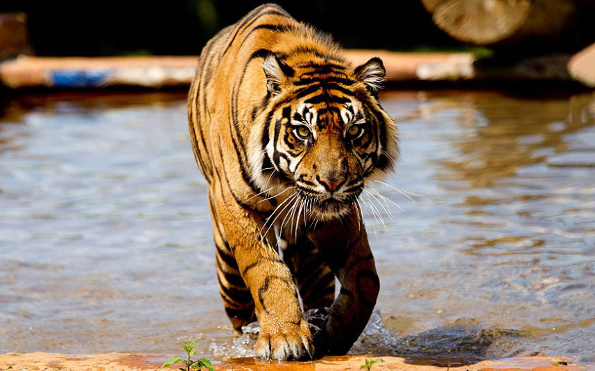 Животные в фотографиях Животные в фотографиях