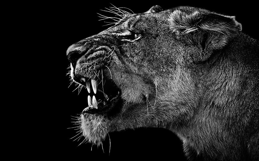 Животные в фотографиях Животные в фотографиях