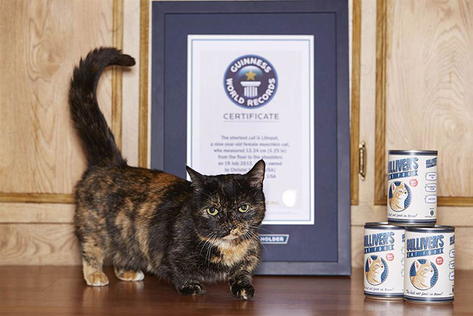 Книга рекордов Гиннеса 2015 Книга рекордов Гиннеса 2015