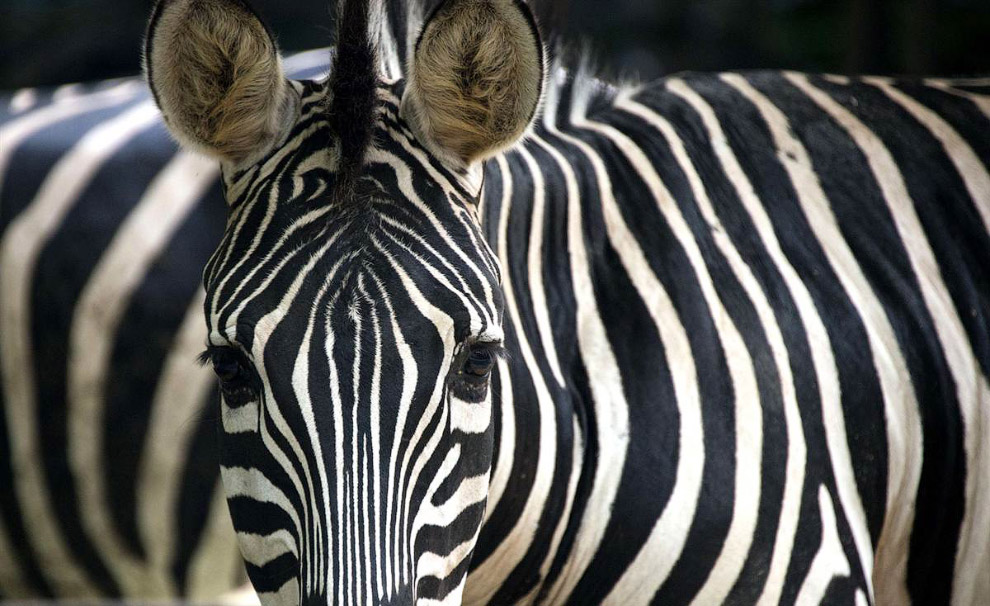 Животные в фотографиях