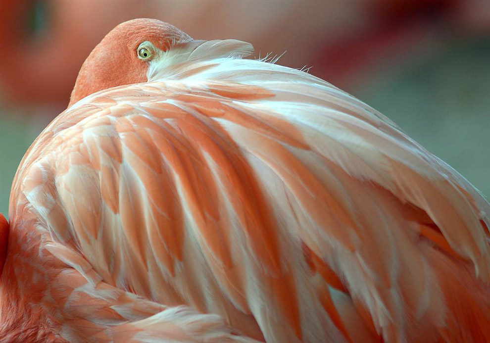 Животные в фотографиях