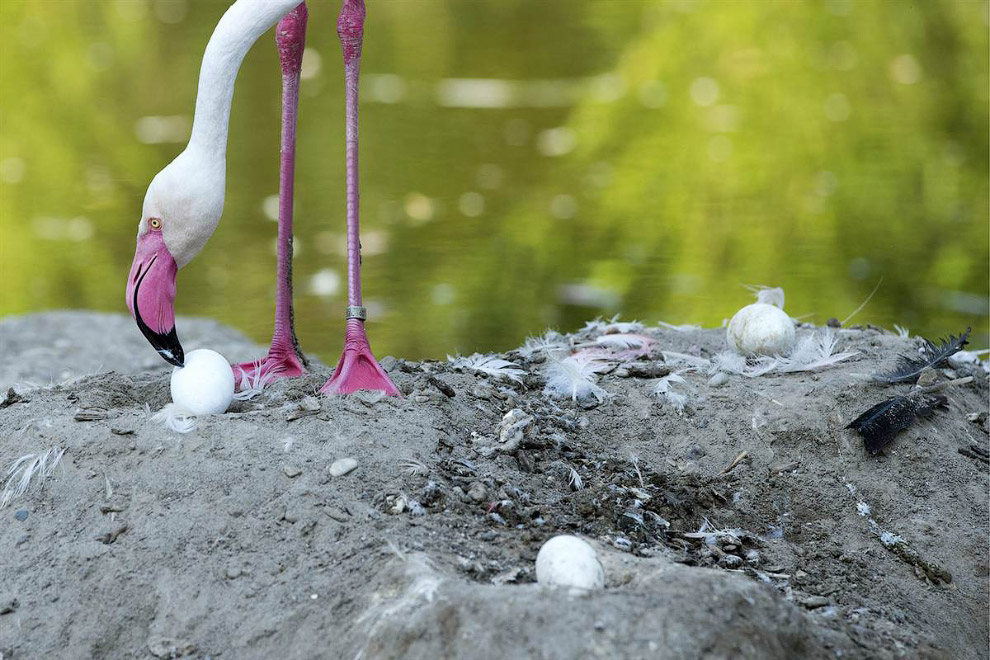 Животные в фотографиях