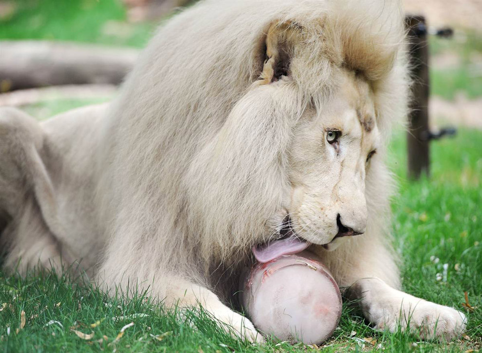 Животные в фотографиях