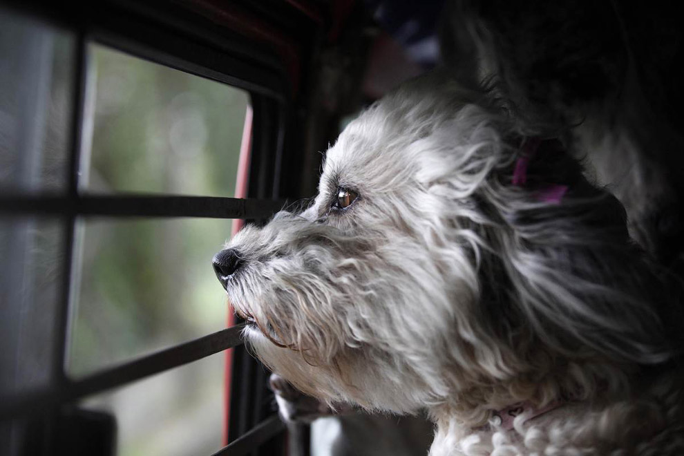 Животные в фотографиях