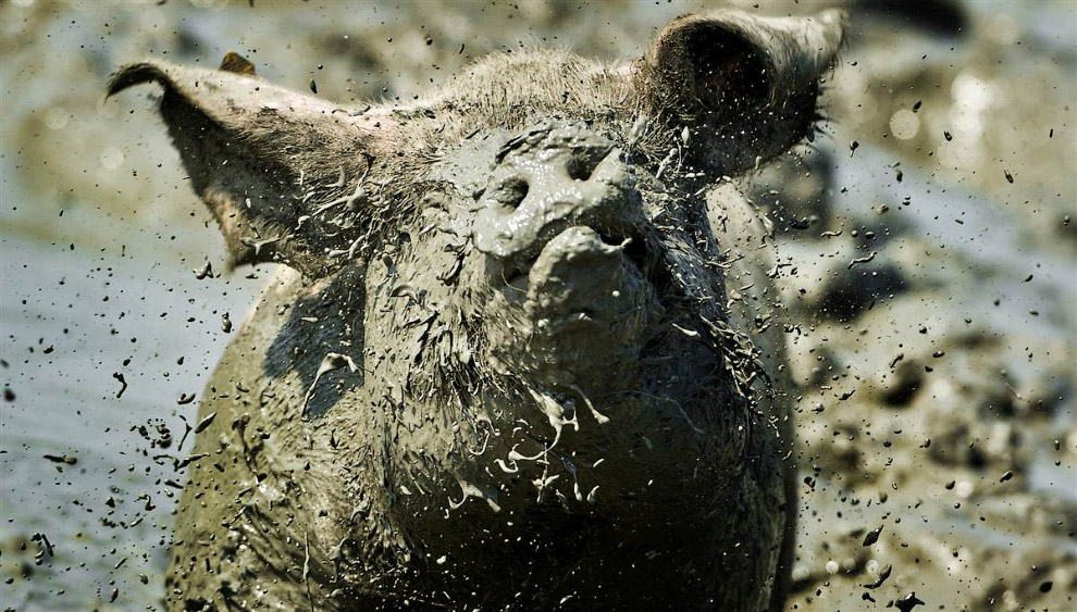 Животные в фотографиях