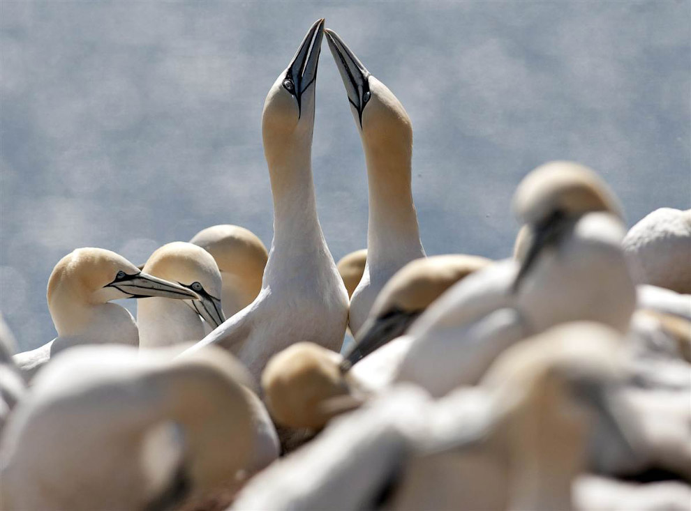 Животные в фотографиях