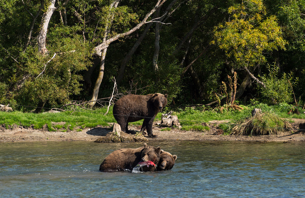 Камчатка Камчатка