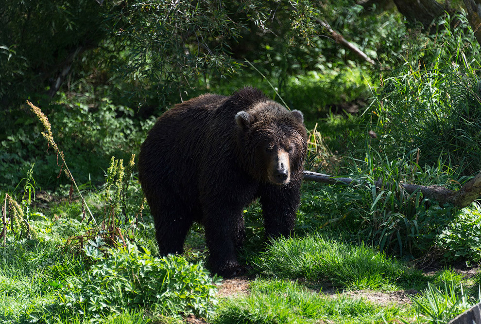 Камчатка Камчатка